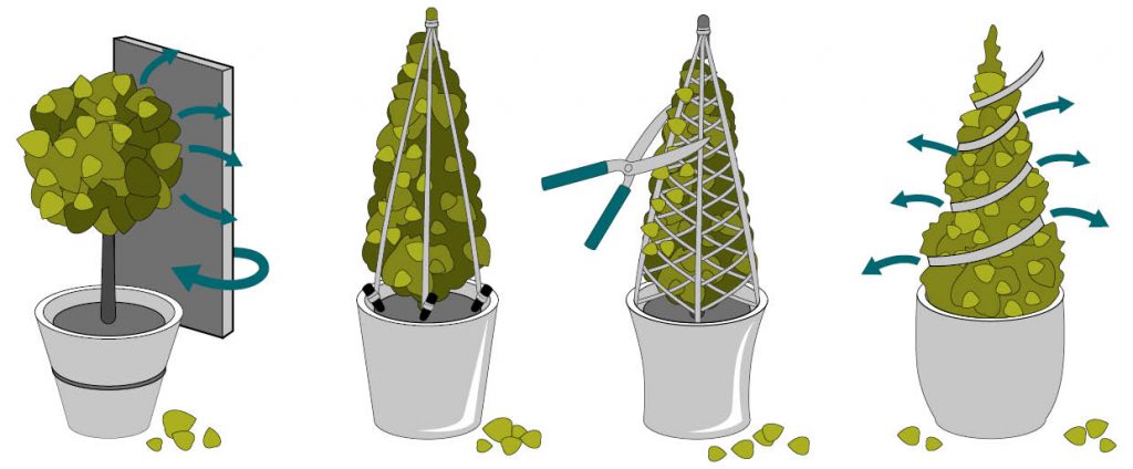 Taille des arbres : les différentes formes de coupe