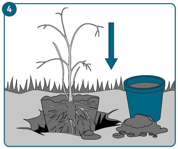 Heesters planten - stap 4