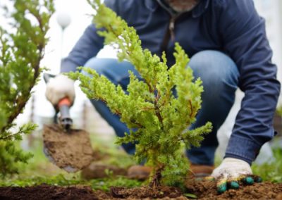 Struiken planten op de juiste manier: handleiding en tips