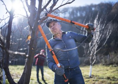 Bomen snoeien – tijdstip, snoeitechnieken en gereedschap